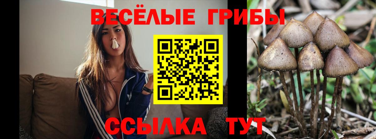 Псилоцибиновые грибы GOLDEN TEACHER Фрязино